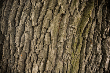 Fototapeta premium Bark of a large tree