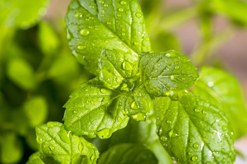 fresh mint drops of dew
