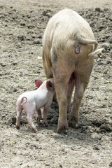 Ferkel trinkt bei seiner Mutter © Sonja Birkelbach
