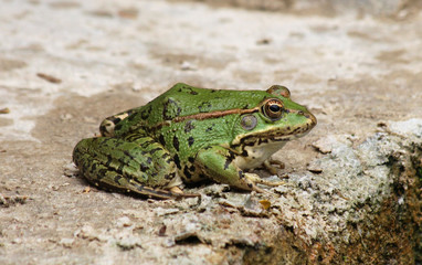 Grenouille