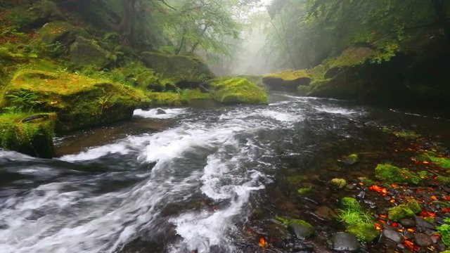 foggy river Kamenice in autumn, Bohemian Switzerland, Czech Republic
