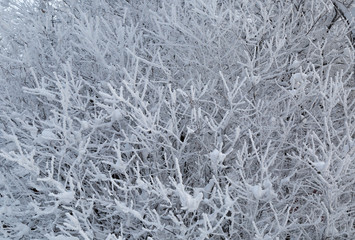 Wet snow