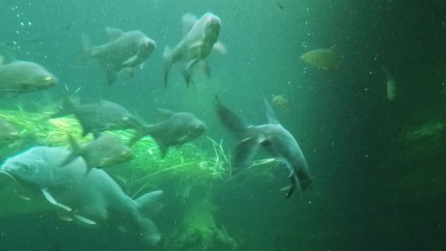 Giant Carp  (Cyprinus carpio) floating in the pond. Underwater video of fresh water fish. Animals in nature.
