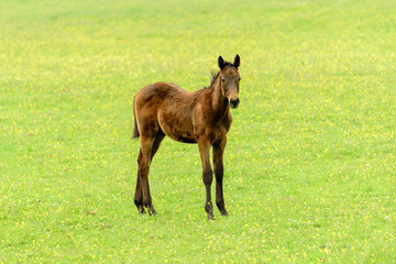 Newborn foal
