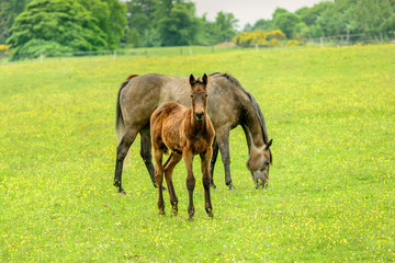 Newborn foal and its mother.