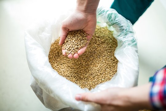 Brewer showing grains 