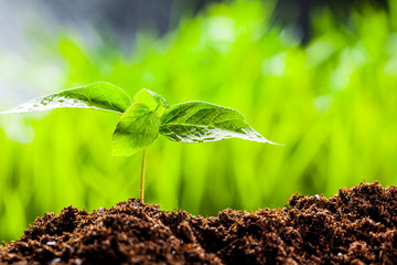 New life. Young sprout in springtime,Closeup.