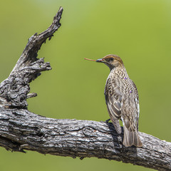 Violet-backed starling in Kruger National park, South Africa