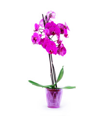 Pink orchid in pot on white background.