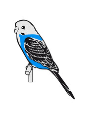 budgie bird pet