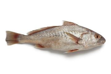 Whole single fresh raw koebi fish