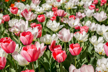 Colorful blossing tulips in public park