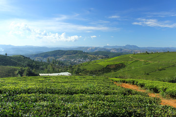 Fototapeta na wymiar Cau Dat tea farm at Xuan Truong village, Lam Dong province, Vietnam.
