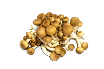 Close up Shimeji Mushroom on white background