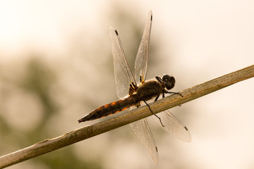 Dragonfly in spring 2016