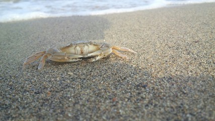 granchio fuori dall'acqua marina
