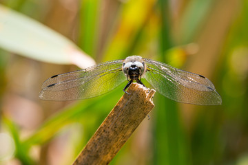 Dragonfly in spring 2016