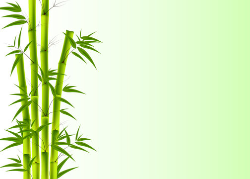 Vector illustration of Bamboo, Nature background with copy space