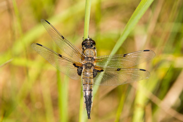 Dragonfly in spring 2016