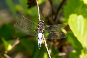 Dragonfly in spring 2016