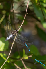 Dragonfly in spring 2016