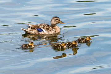 Family of Wild Ducks (Mallard)
