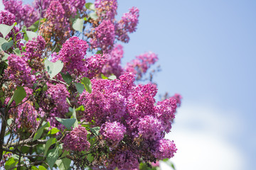 A branch of a blossoming lilac against the blue sky