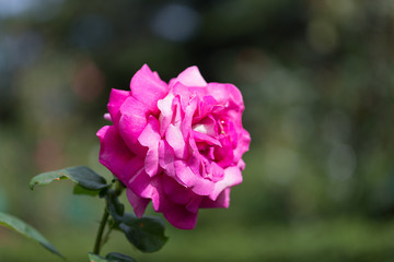 Beautiful pink roses close-up
