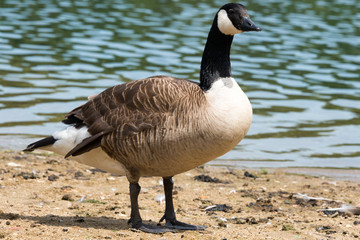  Canadian Goose (Kanada Gans)