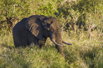 African bush elephant in Kruger National park, South Africa