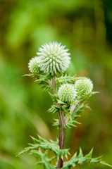 Green thistle closeup