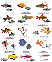 Collection of different species of freshwater fish