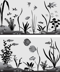 Different species of freshwater fish in aquarium. Black-and-white vector illustration.