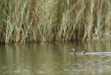 The Garganey