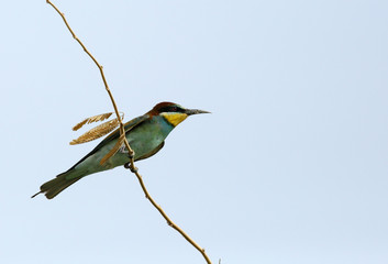 European bee-eater 