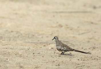 The Namaqua dove 