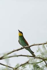European bee-eater 