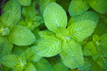 Fresh organic mint