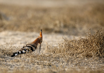 Hoopoe