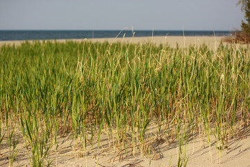 cattail, bulrush, summer, green, beach, sand, grass, tender, background