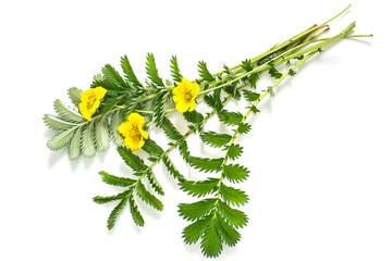 Medicinal plant  Silverweed (Potentilla anserine)
