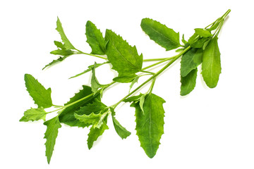 Medicinal plant  Atriplex