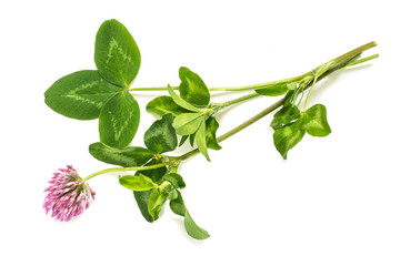 Medicinal plant Red clover (Trifolium pratense)