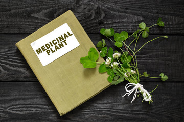Naklejka premium Trifolium repens or the white clover and directory medicinal pla