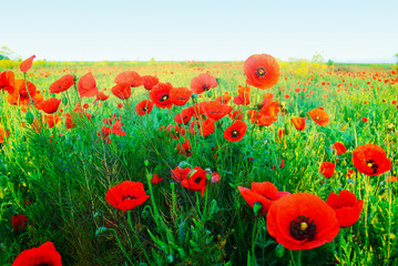 Obraz premium The huge field of red poppies flowers