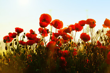 The huge field of red poppies flowers