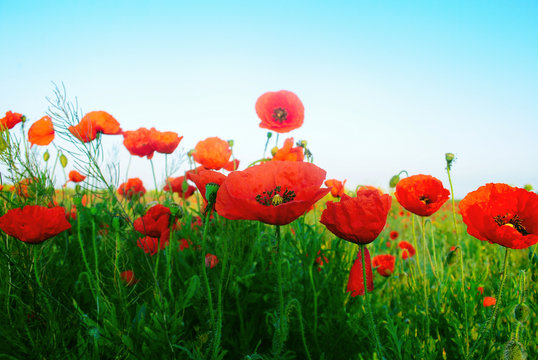 The huge field of red poppies flowers