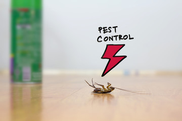 cockroach on floor , pest control concept