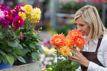 Naklejka premium middle aged woman gardening in greenhouse