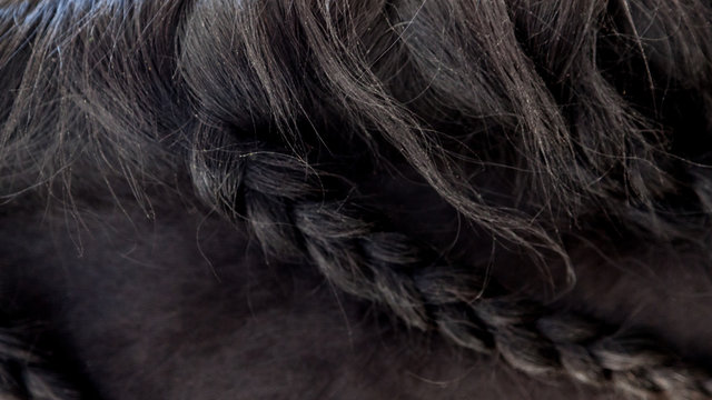 Detail of horse's braided or plaited mane
